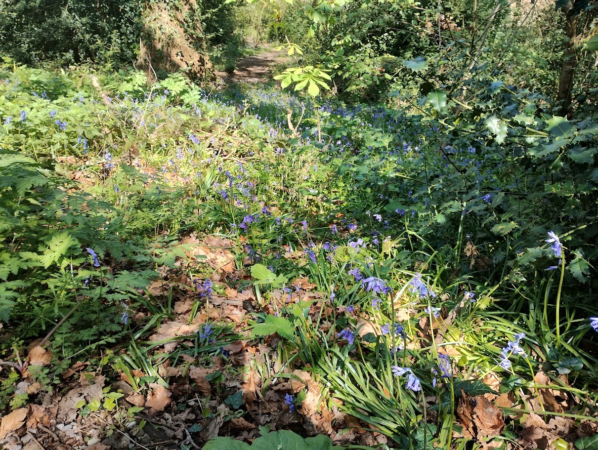Bluebells beside a leafy woodland path